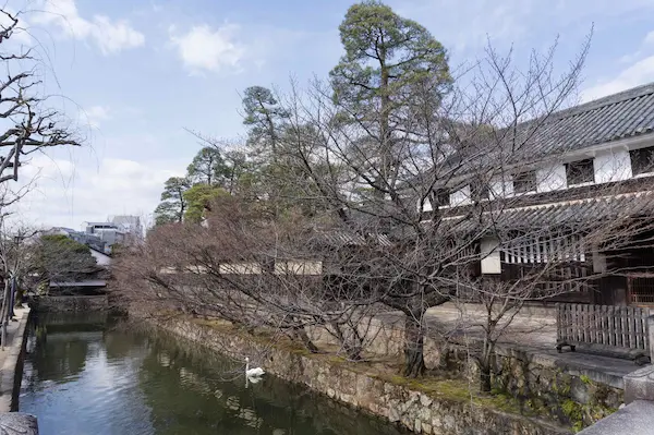 Trees along canal